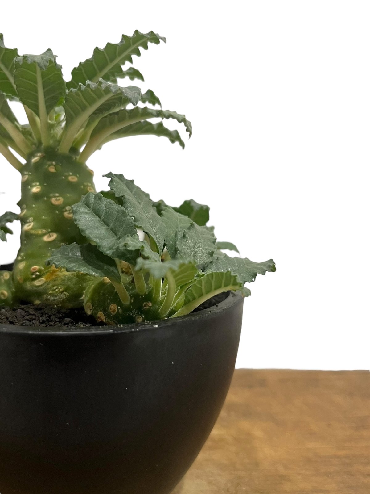 実生 ドルステニア ラブラニー オス 抜き苗 コーデックス