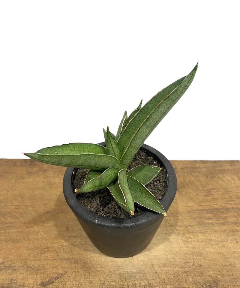 サンセベリア V ハイブリッド「Sansevieria V hybrid」26E-1 | SH
