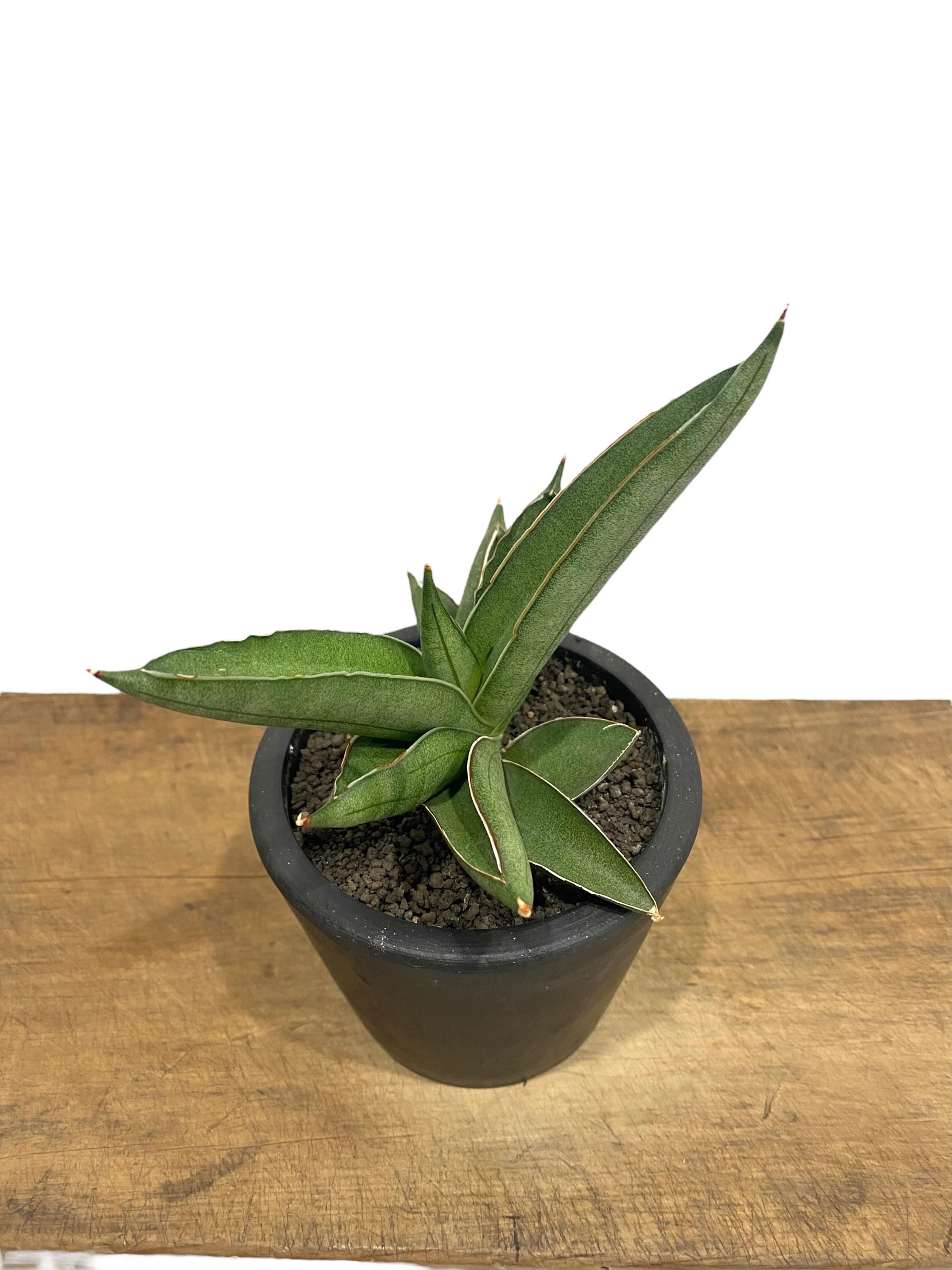 サンセベリア V ハイブリッド「Sansevieria V hybrid」26E-1 | SH