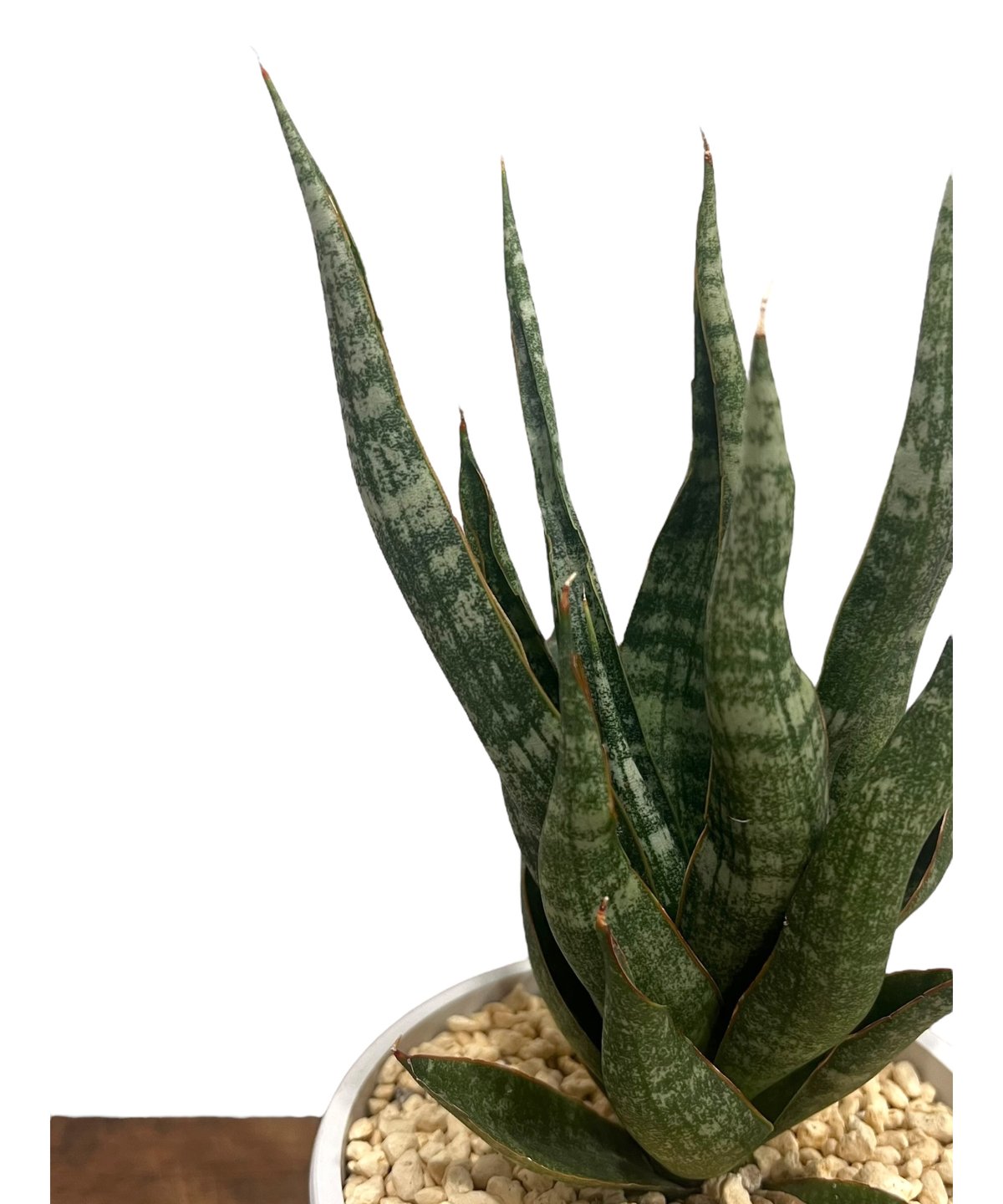 レア 美品 カミナリサザエ サンセベリア カミナリ 「Sansevieria KAMINARI “雷”」18V | SHO