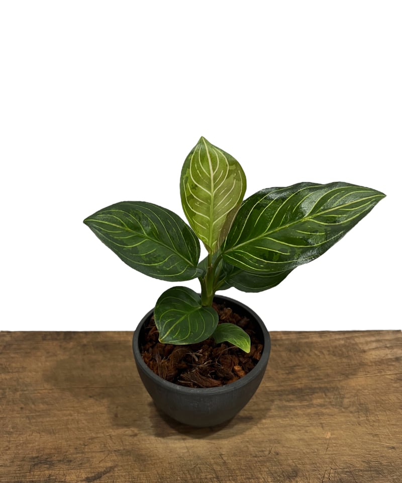 アグラオネマ ブラック リップスティック「Aglaonema Black Lipstick」7