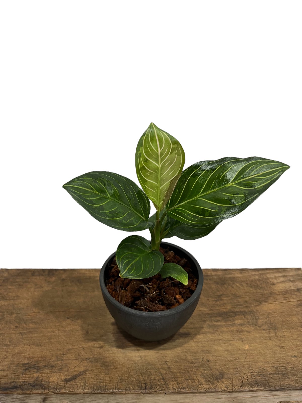 アグラオネマ ブラック リップスティック「Aglaonema Black Lipstick」7