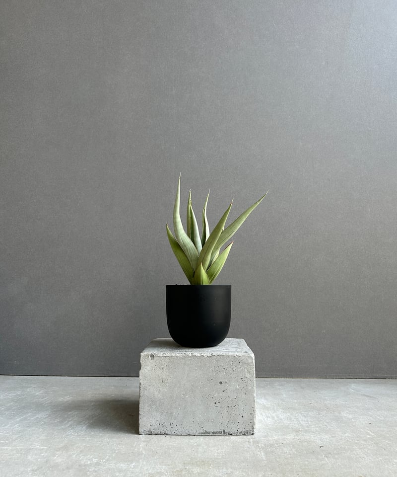 サンセベリア バイ-ビッド 「Sansevieria Bi-Bid (by Unyamanee