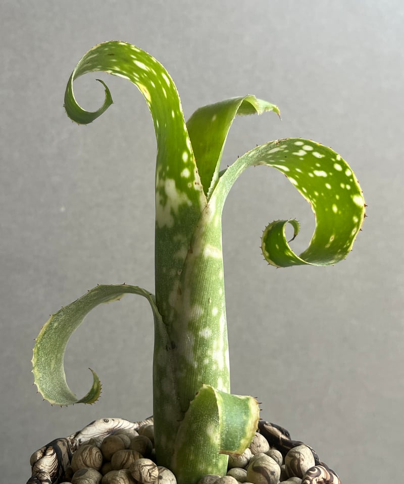ビルベルギア レプトポーダ + 「plantsmonsters pot Billbergia
