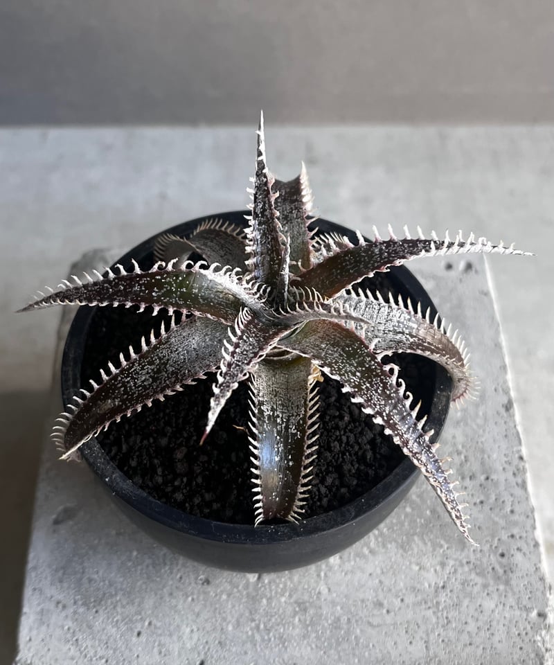 ディッキア Dyckia Mercury F2 D020 F00430_【PSB007】Dyckia 'Mercury' F2：ディッキア