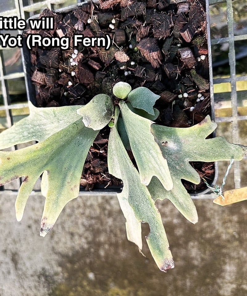 【鼻べちゃ様ご予約】ビカクシダ リトルウィル① 鼻べちゃ様ご予約】ビカクシダ リトルウィル①