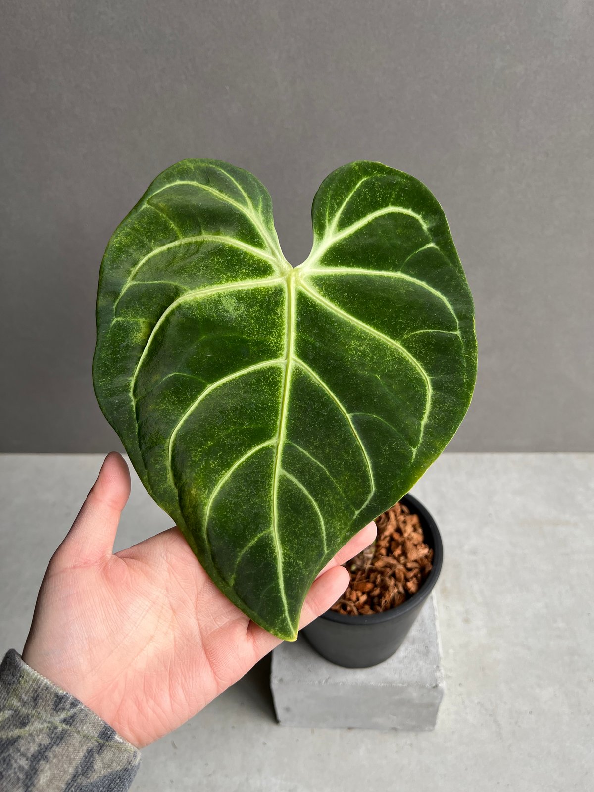 アンスリウム レガレ(コロンビア/ペルー) 「Anthurium regale (Colomb