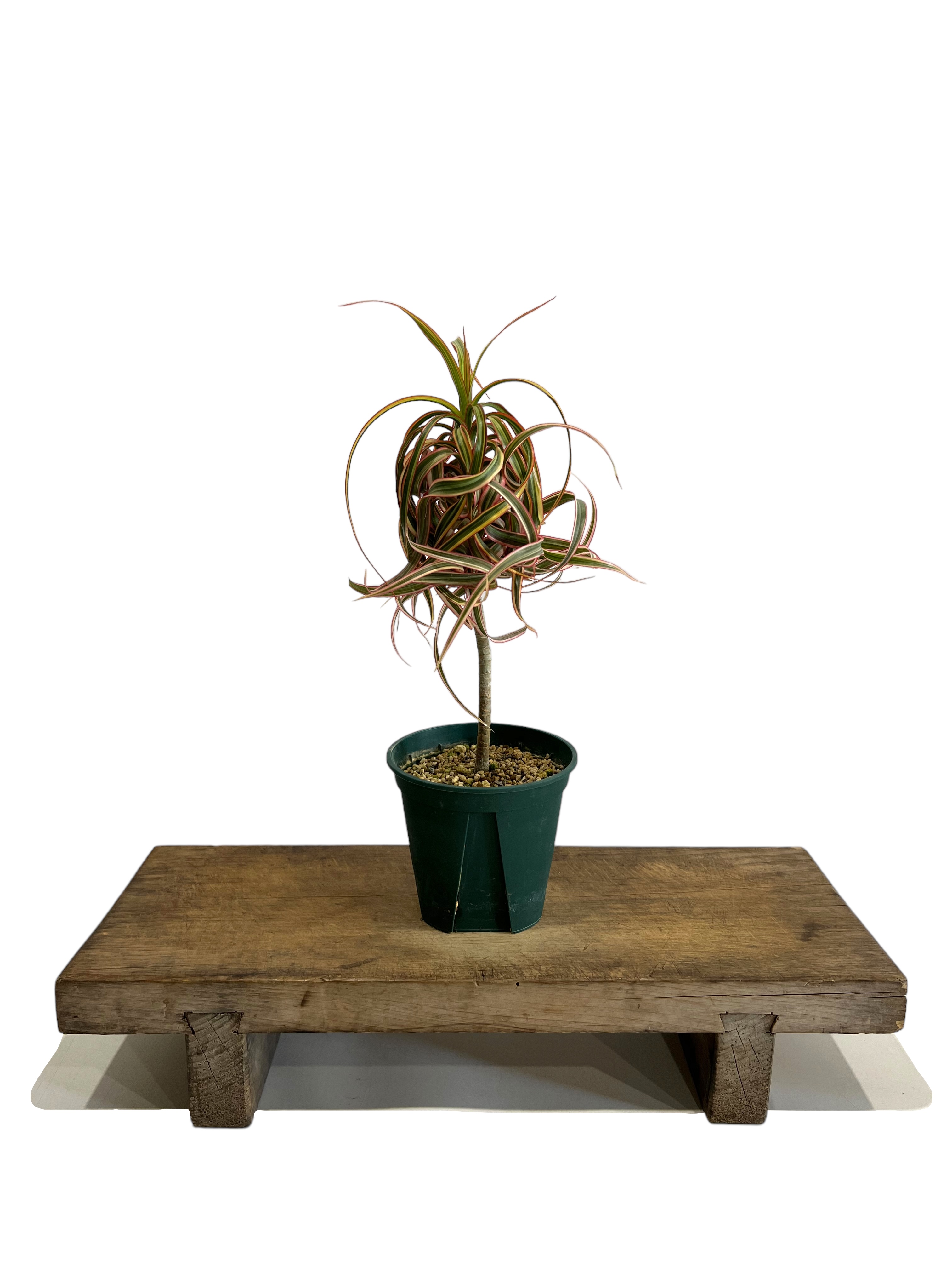 Dracaena concinne ‘Kuhnty' original