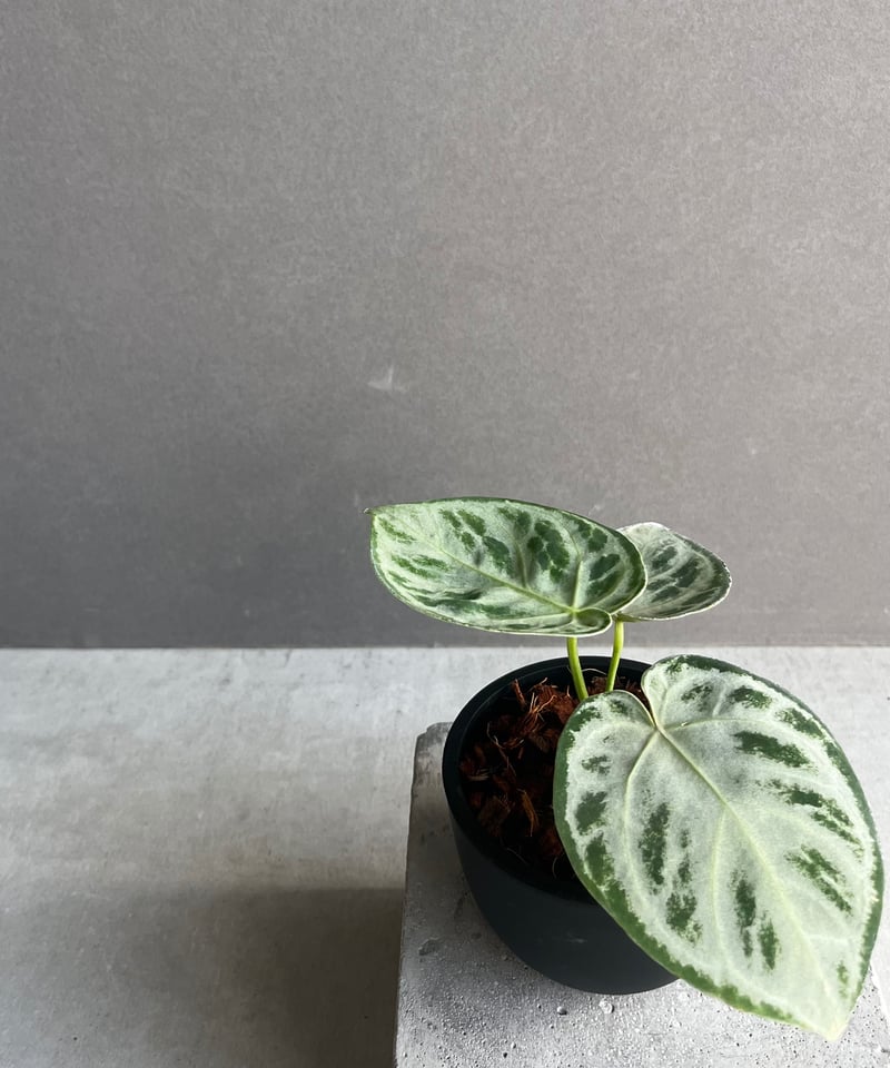 アンスリウム ドラヤキ シルバー 「Anthurium Dorayaki Silver