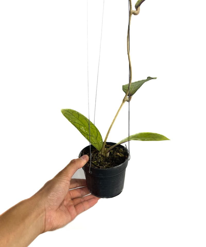 ホヤ タンガマス ホヤ タンガムス「Hoya tanggamus」3C-4 | SHOUCHIKUEN