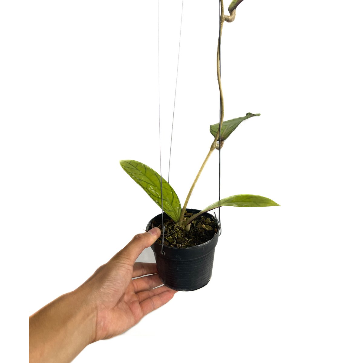 ホヤ タンガマス ホヤ タンガムス「Hoya tanggamus」3C-4 | SHOUCHIKUEN