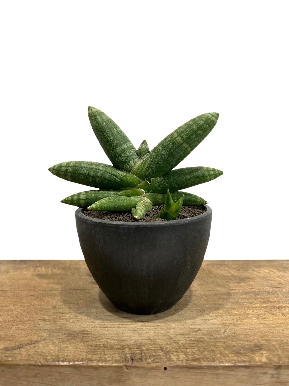 サンセベリア ミーナ「Sansevieria Meena」893-1 | SHOUCHIKUEN