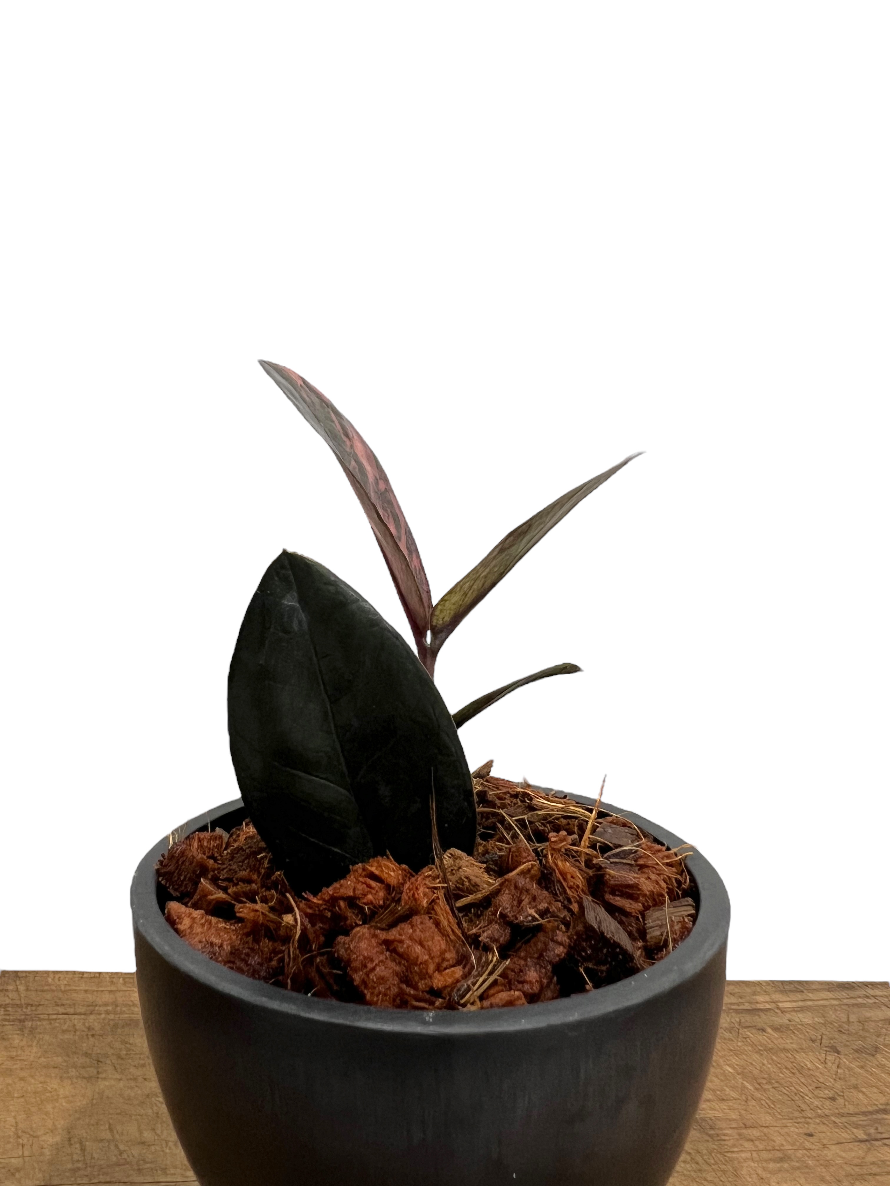 ザミオクルカス・ザミフォーリア 斑入 “Black Pink” 「Zamioculcas za