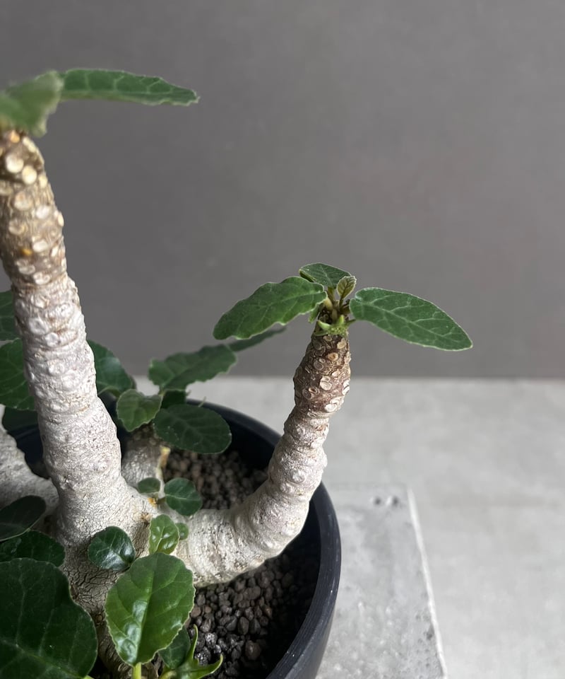 ドルステニア　フォエチダ ドルステニア フォエチダ “多頭タイプ”(実生苗) 「Dorstenia