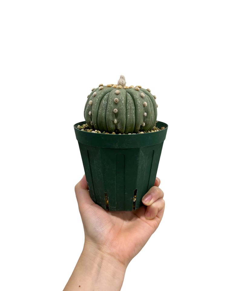 アストロフィツム 瑠璃兜(実生) 「Astrophytum asterias f. nudu