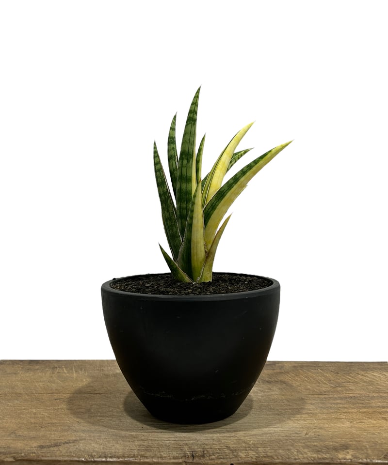 サンスベリア Sansevieria Shinkansen A サンスベリア Sansevieria Shinkansen A サンスベリア Sansevieria