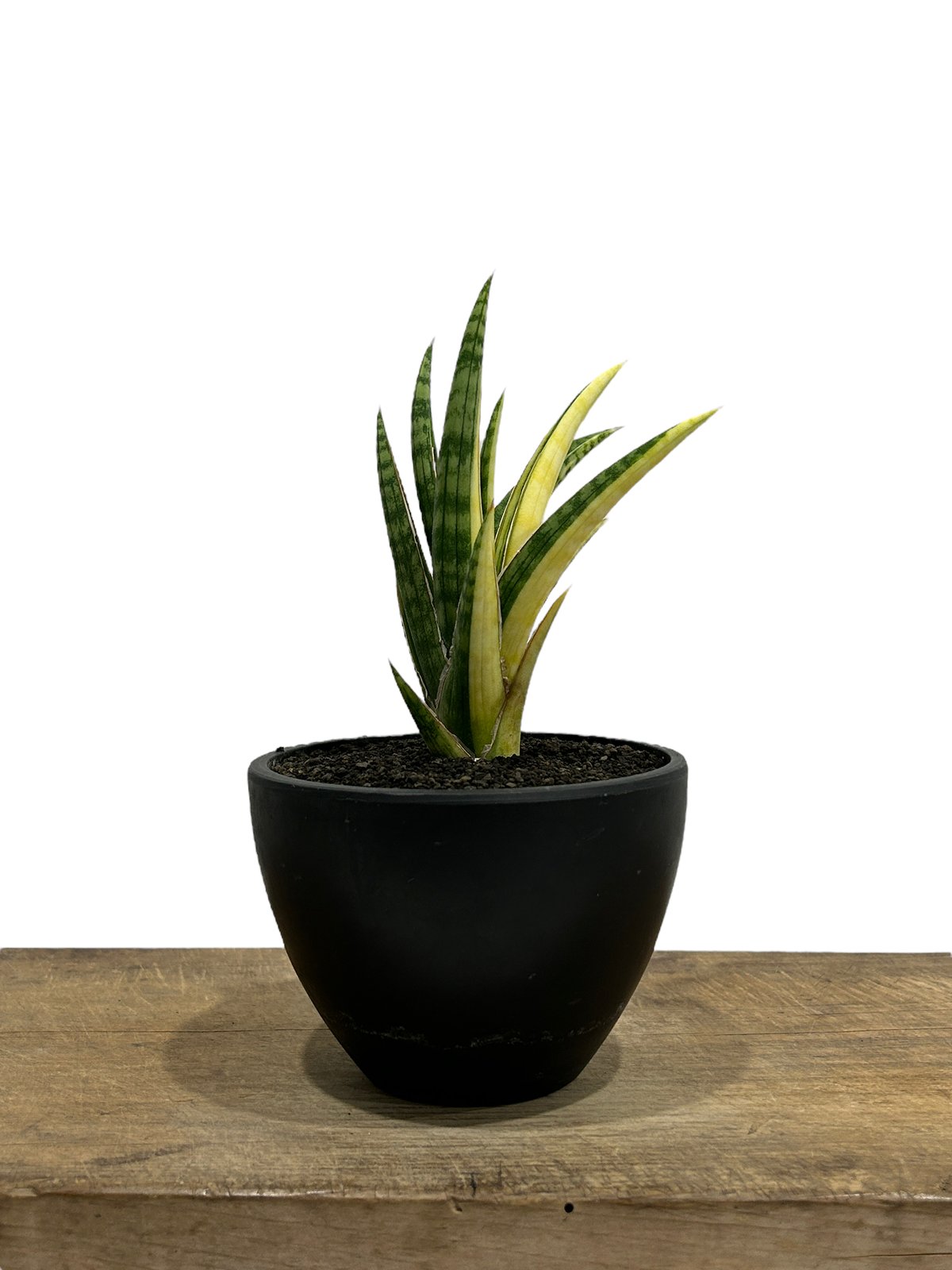 サンセベリア ブラ ケニア 斑入「Sansevieria Bura Kenya Variega