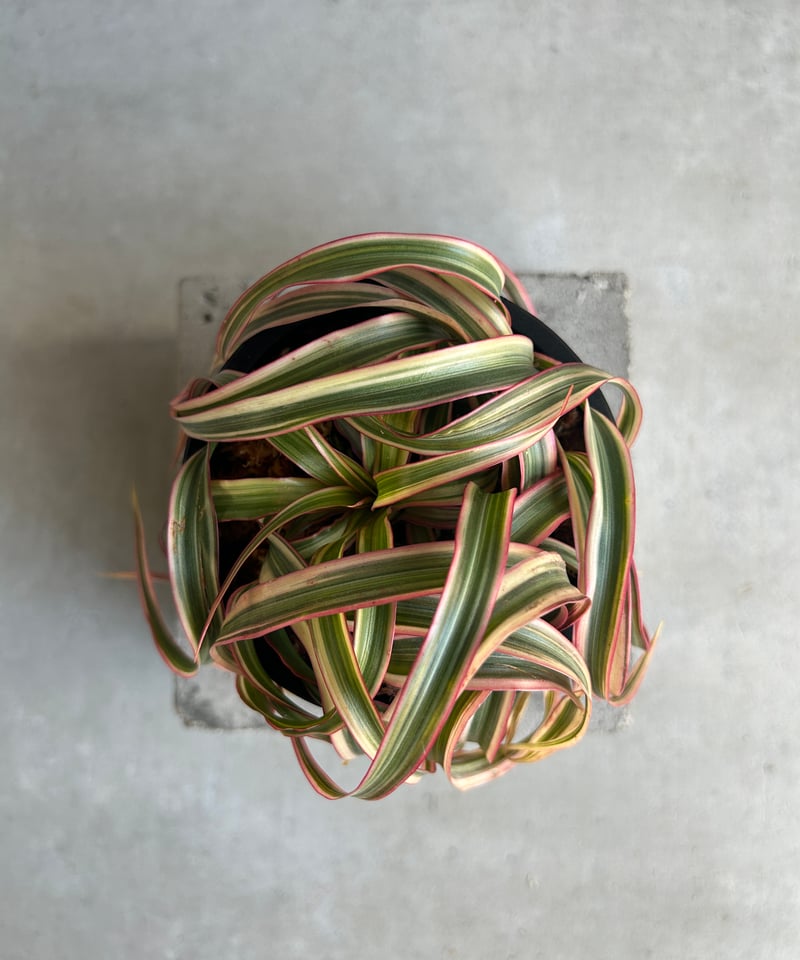 ドラセナ キュンティ「Dracaena concinne Kuhnty 」82J | SHOU