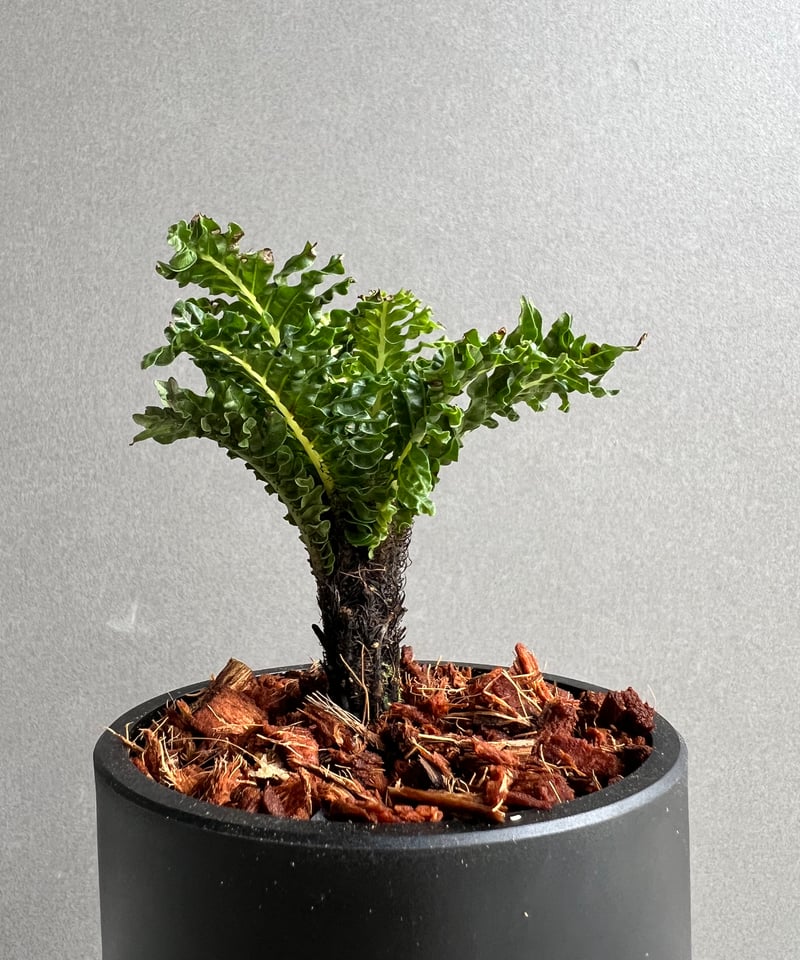 ブレクナム ギッバム ドワーフ 「Blechnum gibbum Dwarf 」100B |