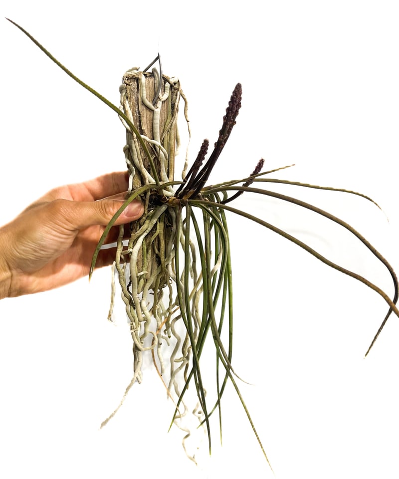 セイデンファデニア ミトラタ 「Seidenfadenia mitrata」400-3 |