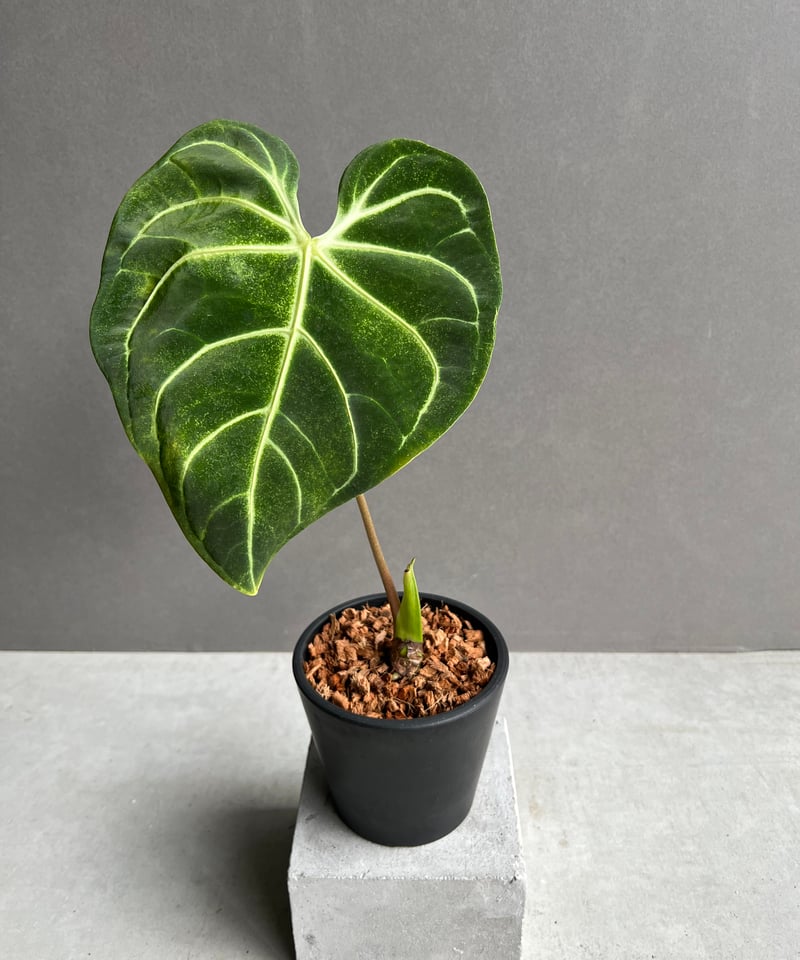 その他観葉植物 Anthurium regale Anthurium Regale Hybrid — Aroidasia