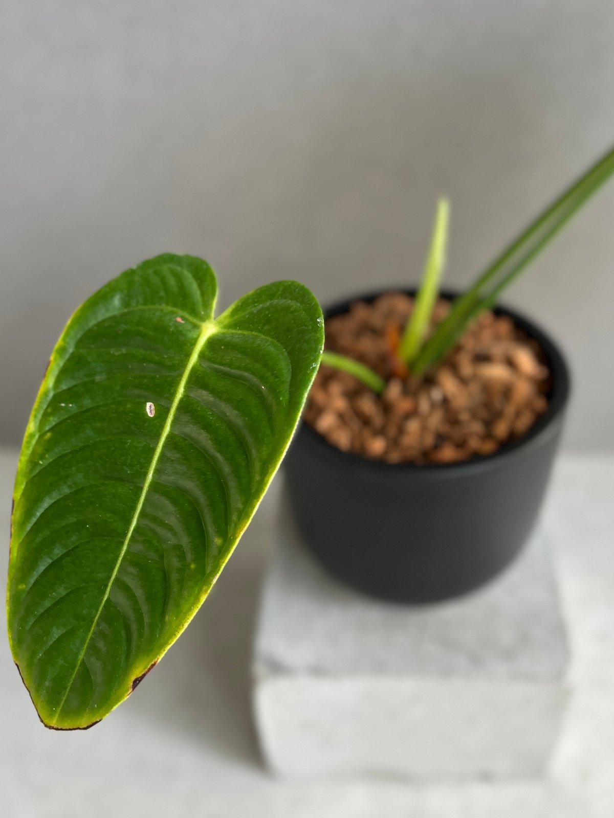 アンスリウム ベイチー 「Anthurium veitchii」74F | SHOUCHIKUEN