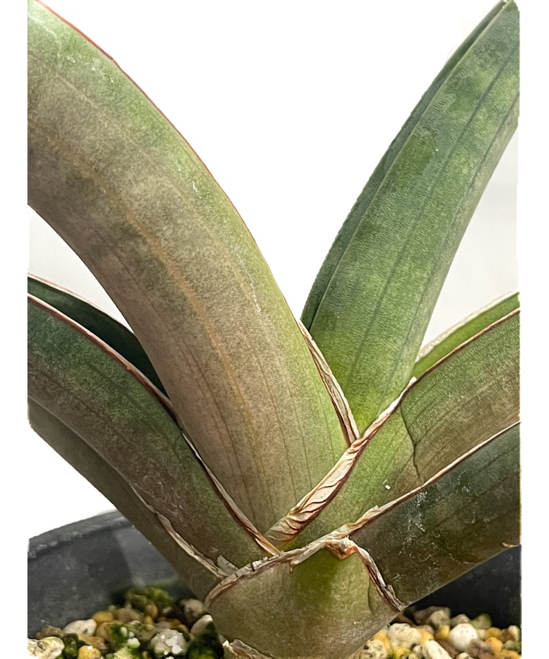 サンセベリア プフィステリー「Sansevieria pfisterii」88F-3