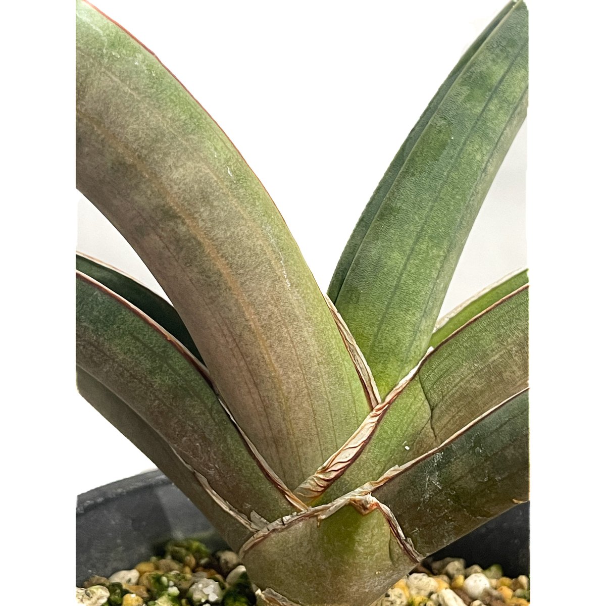 サンセベリア プフィステリー「Sansevieria pfisterii」88F-3