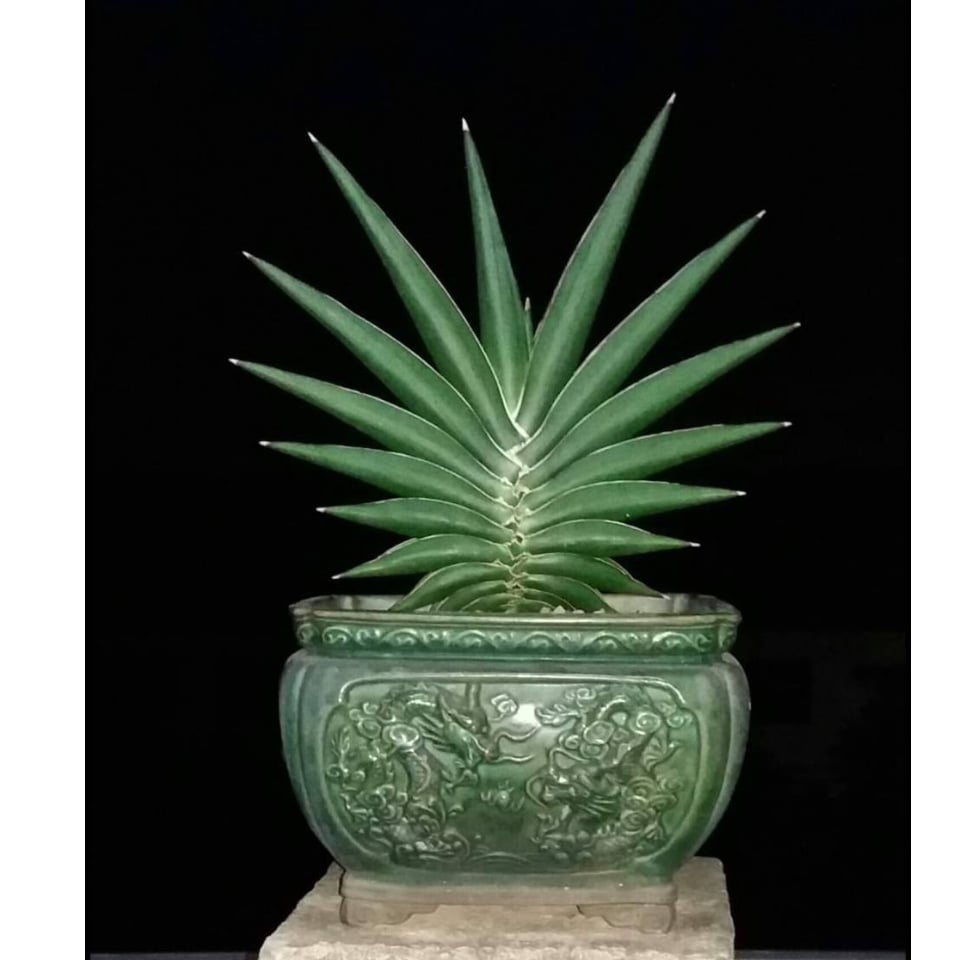 サンセベリア サワディー 「Sansevieria Sawasdee」9/2-26C-2 |