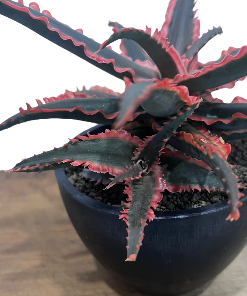 アロエ ハイブリッド “選抜個体” 「Aloe Hybrid “Select アロエ ハイブリッド “選抜個体” 「Aloe Hybrid “Select