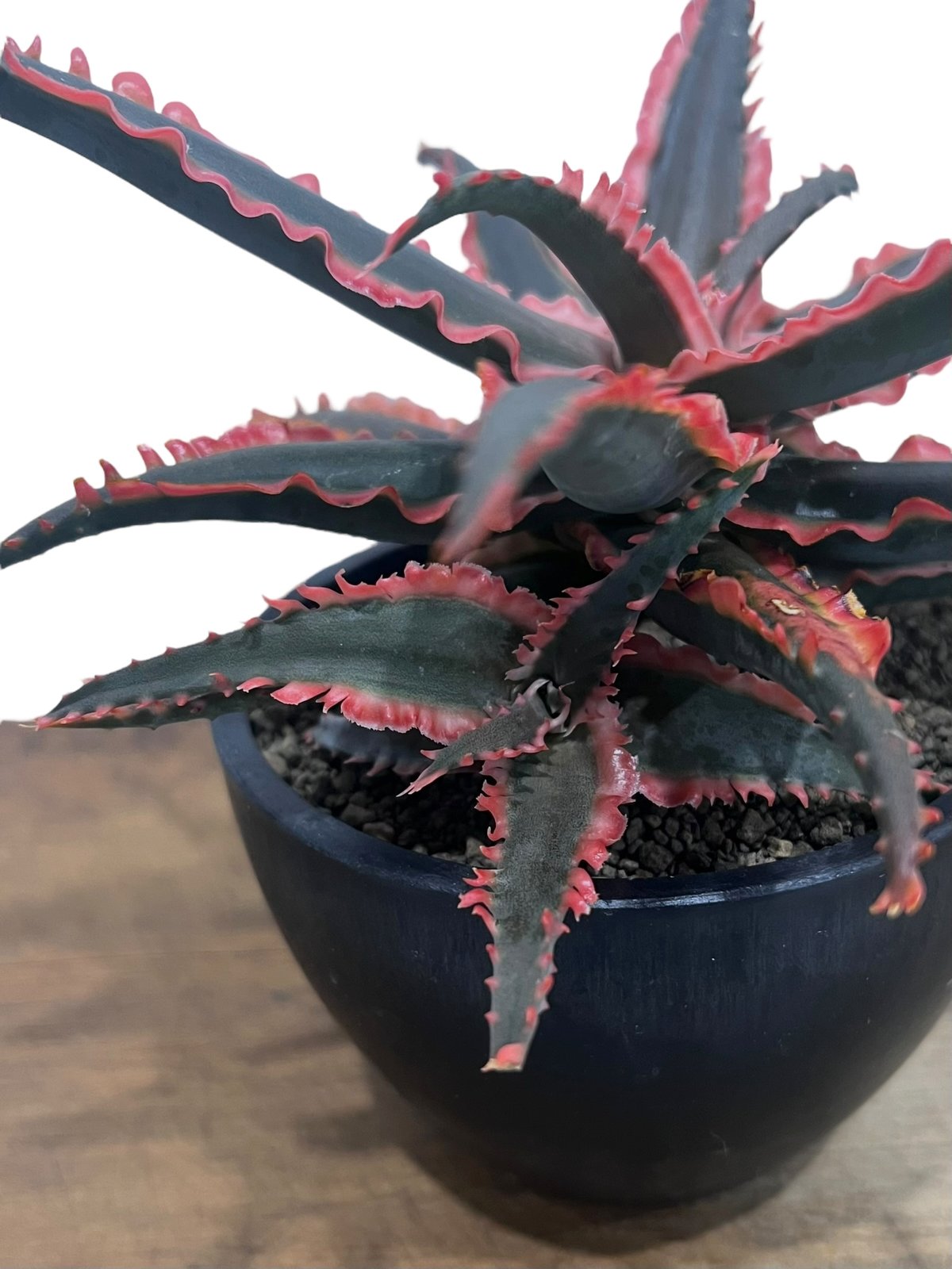 アロエ ハイブリッド “選抜個体” 「Aloe Hybrid “Select アロエ ハイブリッド “選抜個体” 「Aloe Hybrid “Select