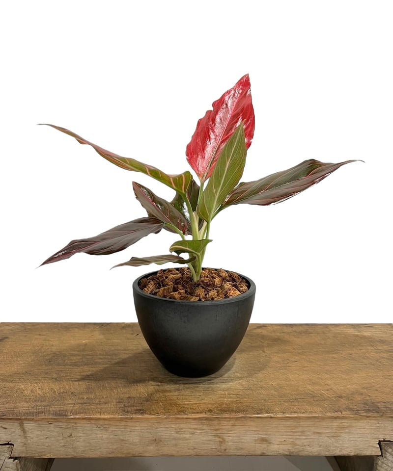 アグラオネマ レッド ベイン 「Aglaonema Red Vein」49S | SHOUCH アグラオネマ レッド ベイン 「Aglaonema Red Vein」49S | SHOUCH