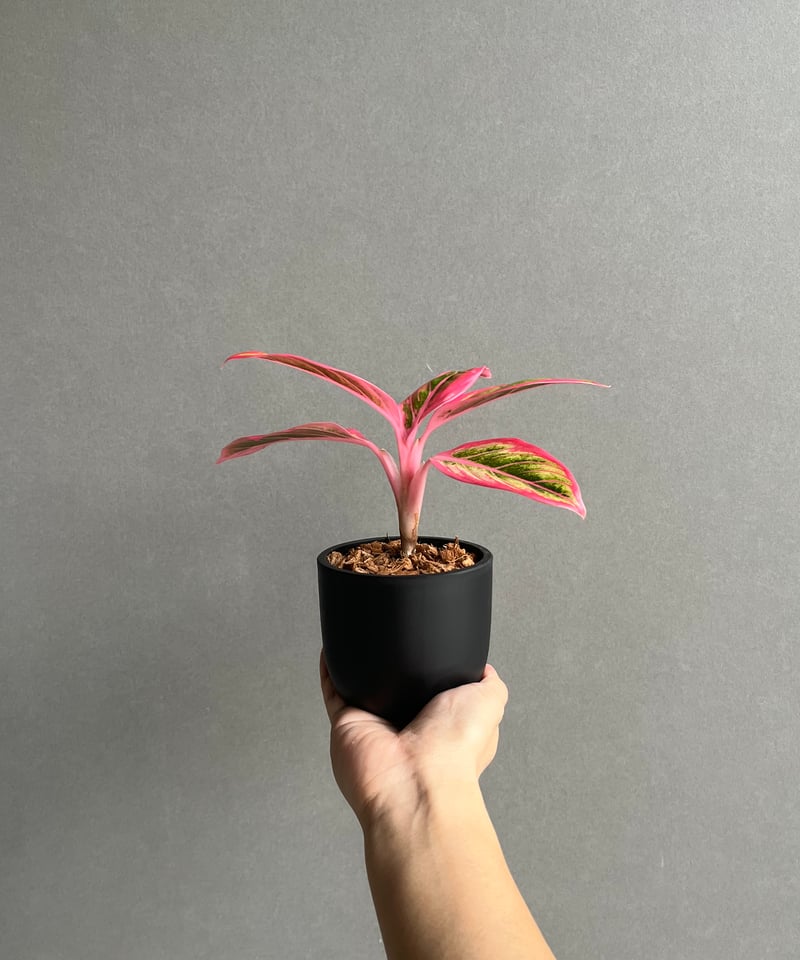 アグラオネマ ロータス デライト 「Aglaonema Lotus Delight」96N |