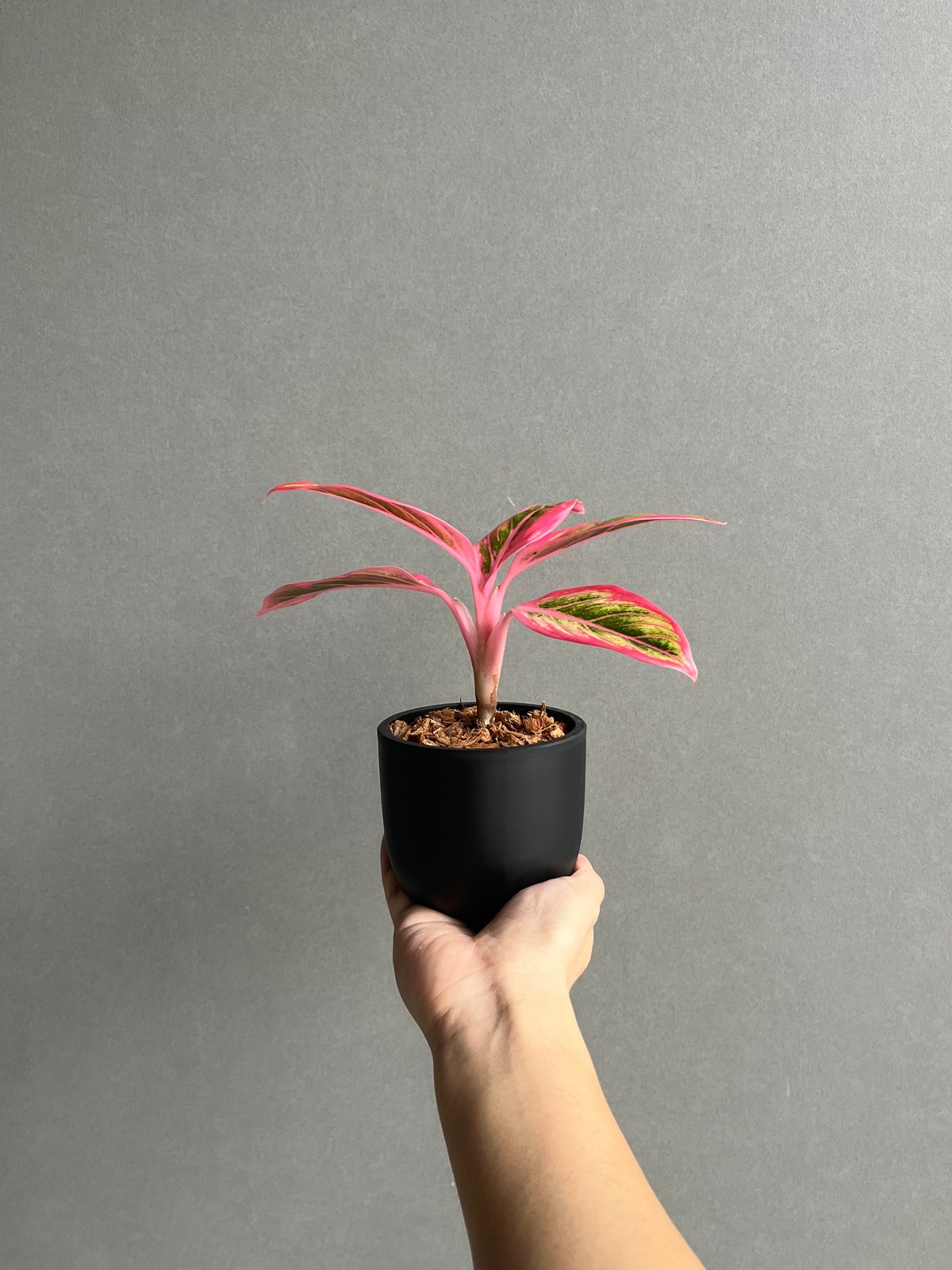 アグラオネマ ロータス デライト 「Aglaonema Lotus Delight」96N |