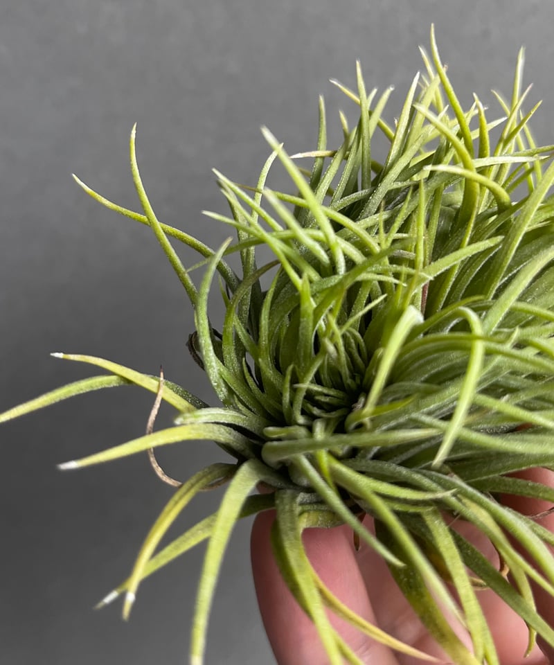 ティランジア イオナンタ モンストローサ 「Tillandsia ionantha ティランジア イオナンタ モンストローサ 「Tillandsia ionantha