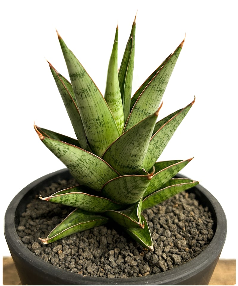 EMP サンセベリア Sir Ray ong / 最後がイメージ SA349 EMP サンセベリア Sir Ray ong / 最後がイメージ SA349 EMP