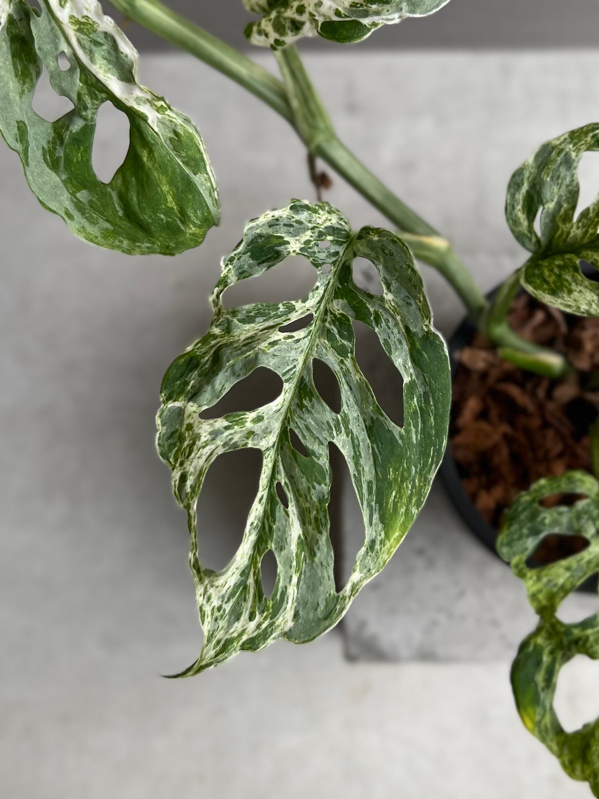 ＊モンステラ＊ミント＊Monstera＊Mint＊ Monstera deliciosa 'mint' | Shares – APLANTY EXCHANGE