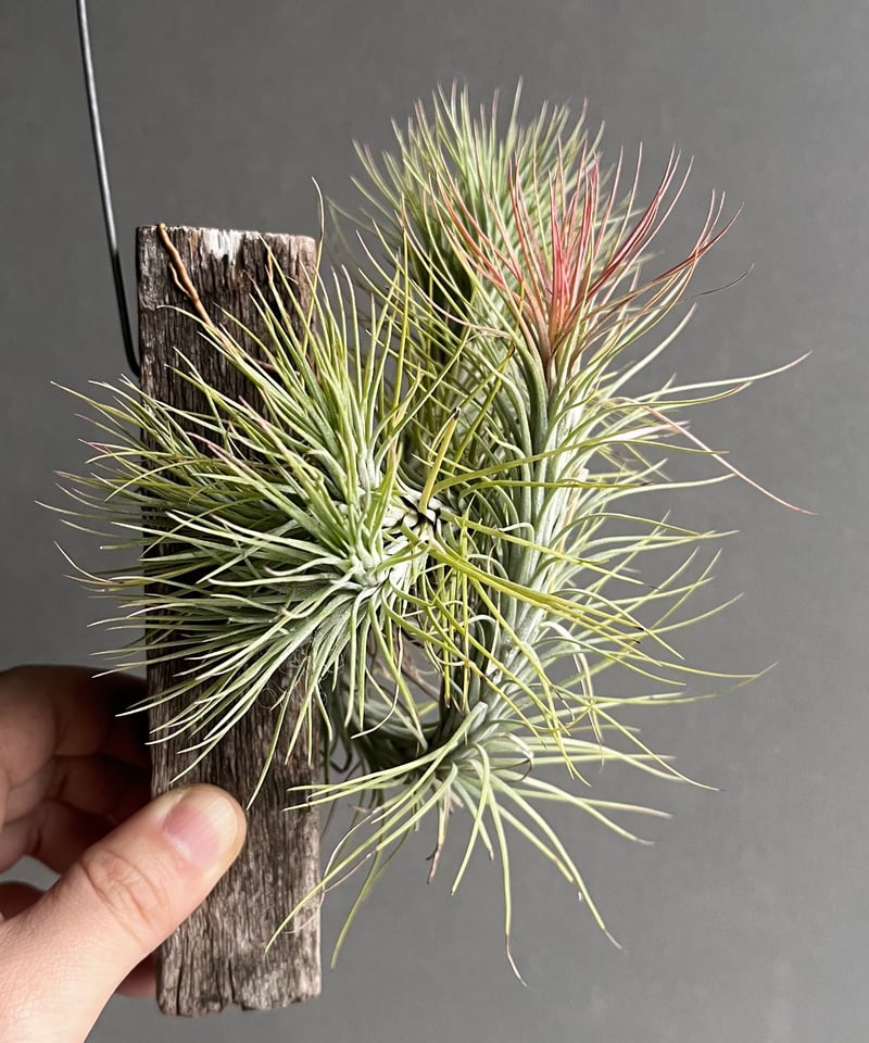 【現品】ティランジア・フンキアナ　群生　Tillandsia　NR5番 ティランジア フンキアナ (クランプタイプ) 「Tillandsia funckiana (c