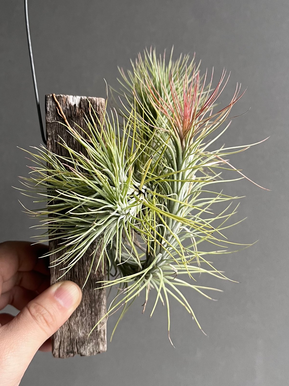 ティランジア フンキアナ (クランプタイプ) 「Tillandsia funckiana (c