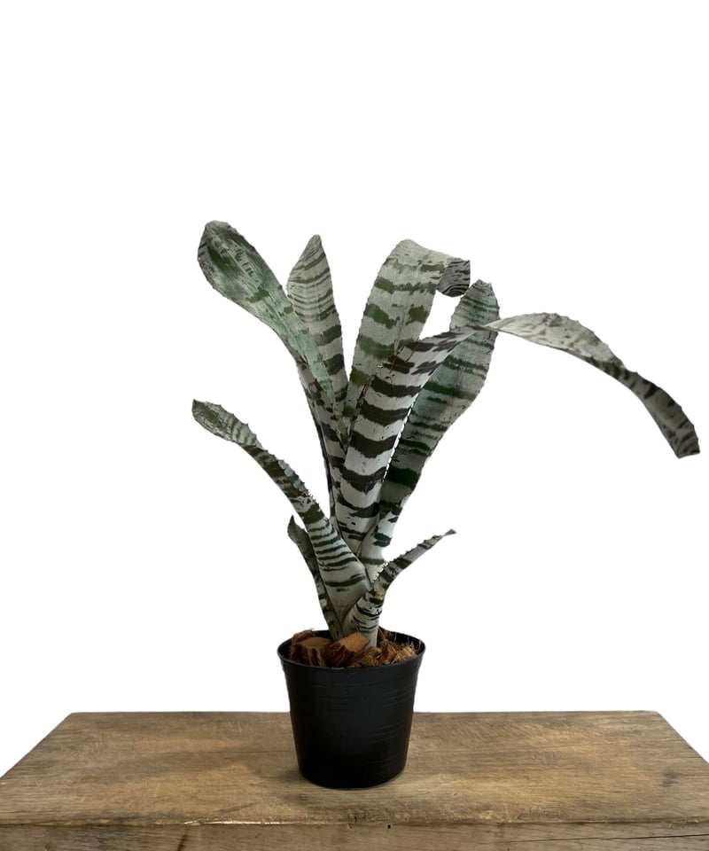 エクメア チャンティニー エボニー 「Aechmea chantinii Ebony」87H