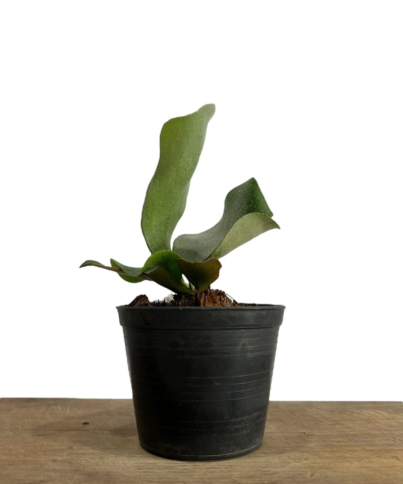 ビカクシダ パッピー ラブ (子株)「 Platycerium Puppy Love (pup