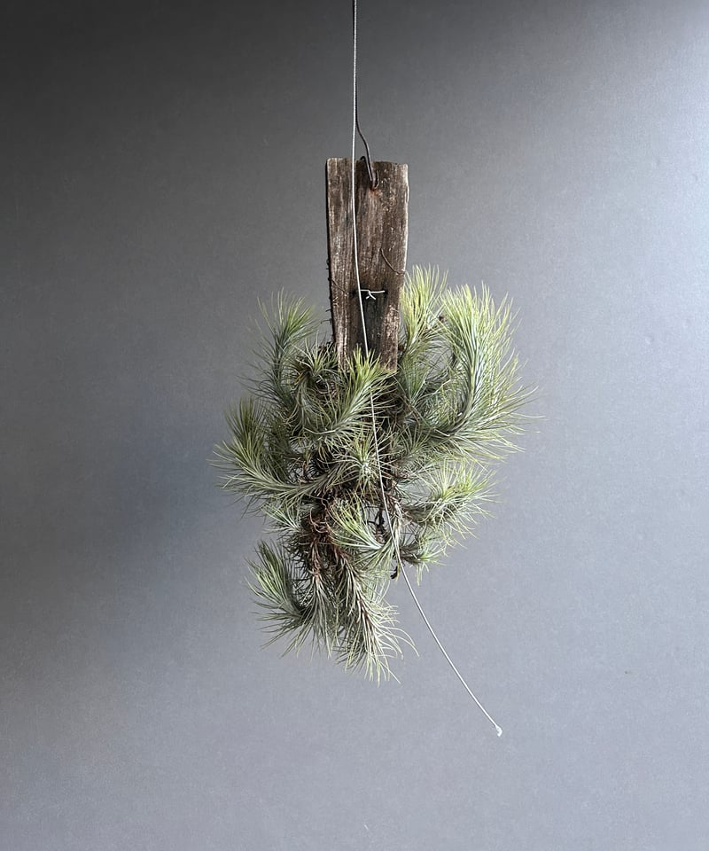 購入不可 チランジア フンキアナクランプ(4頭クランプ) チランジア：フンキアナクランプ板付け（全長約40cm） の通販