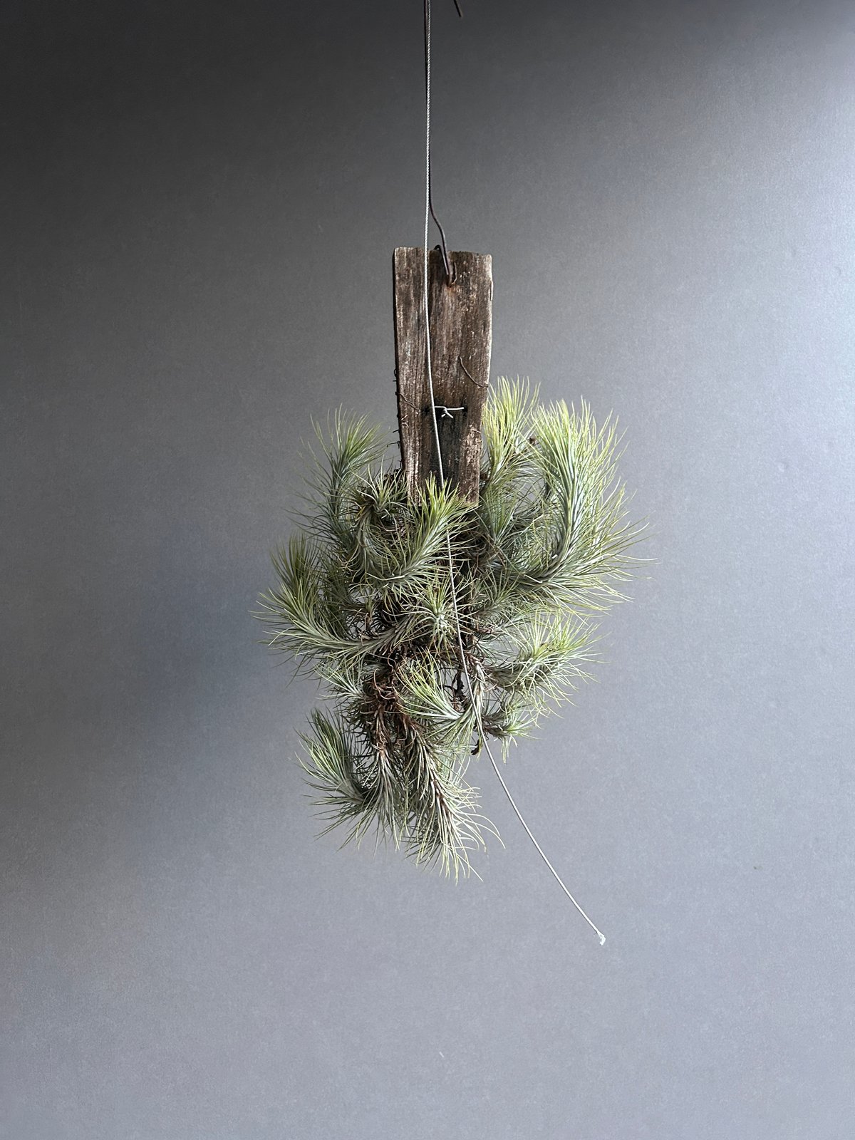 ティランジア フンキアナ クランプ 「Tillandsia funckiana clump」1