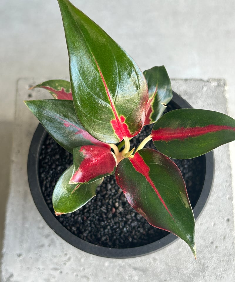 アグラオネマ アグラオネマ アンヤマニー トリカラー「Aglaonema Unyamanee
