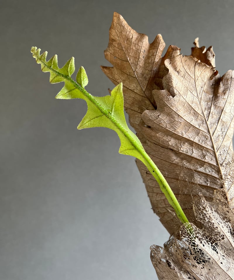 ドリナリア クエルシフォリア 「Drynaria quercifolia」24M-m | SH