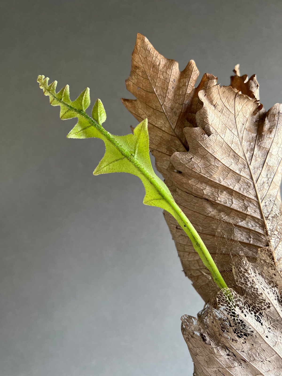 ドリナリア クエルシフォリア 「Drynaria quercifolia」24M-m | SH
