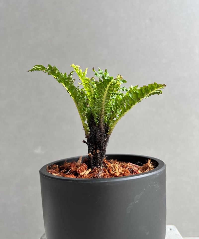 ブレクナム ギッバム ドワーフ 「Blechnum gibbum Dwarf 」4D | SH