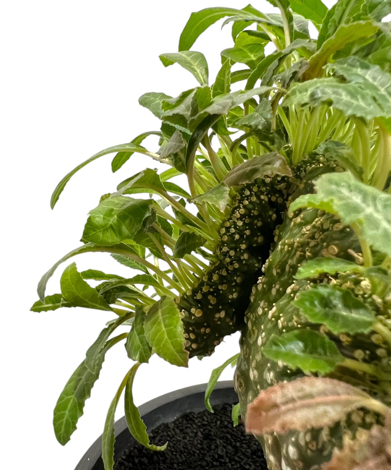 ドルステニア ラブラニー x フォエチダ 綴化「Dorstenia lavrani x foe