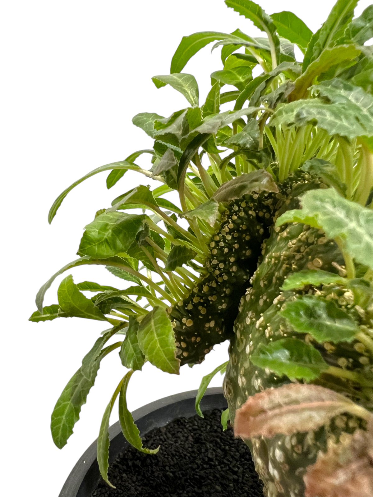 ドレステニア　ラブラニー　綴化(てっか) 現品 ドルステニア ラブラニー 綴化 + 陶器「Dorstenia lavrani