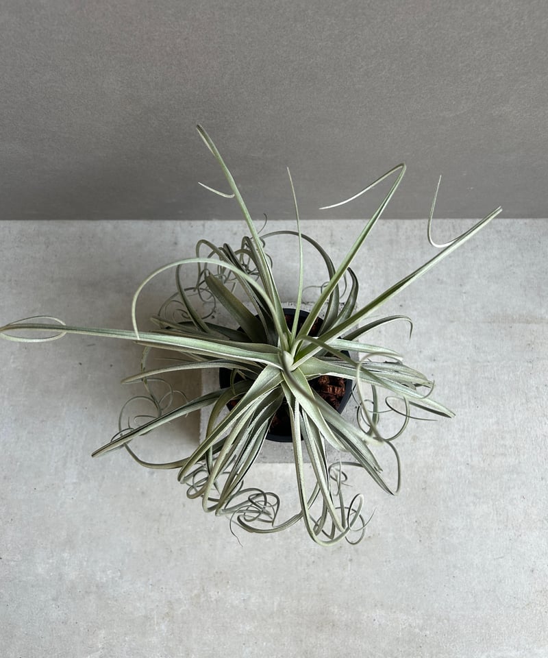 ティランジア ドゥラティ x ストリクタ 「Tillandsia duratii x